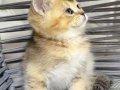 BRİTSH GOLDEN TABYY BEBEK KEDİŞ
