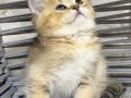 BRİTSH GOLDEN TABYY BEBEK KEDİŞ