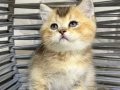 BRİTSH GOLDEN TABYY BEBEK KEDİŞ