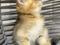 BRİTSH GOLDEN TABYY BEBEK KEDİŞ