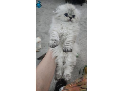 Scottish Fold ve Straight 