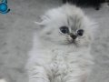 Scottish Fold ve Straight 