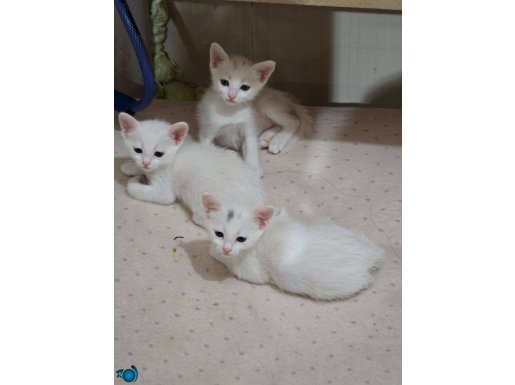 1 Erkek 2 Dişi Yavru