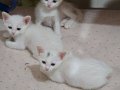 1 Erkek 2 Dişi Yavru