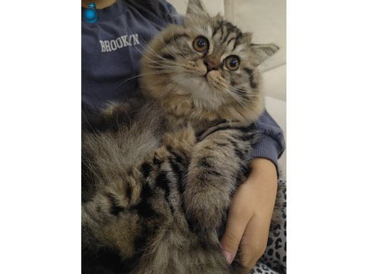 Tamamen ücretsiz, Dişi 2 kedi.