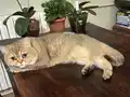 British Golden Shorthair Erkek 
