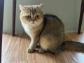 British Golden Shorthair Erkek 