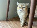 British Golden Shorthair Erkek 