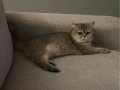 British Golden Shorthair Erkek 