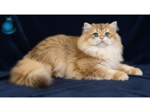 NY12 HARİKA TİP, SOY VE KARAKTER BRİTİSH GOLDEN KALİTESİ