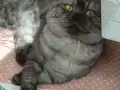 3 Yaşında Scottish Fold