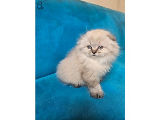 SCOTTİSH FOLD BLUEPOİNT 