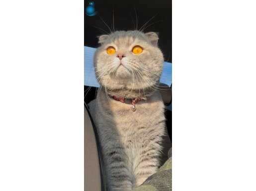 Safkan Scottish Fold: Yakışıklı Bulut Yuva Arıyor