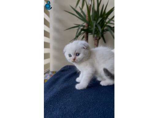 Bulut Kürklü Scottish Fold Yavruları