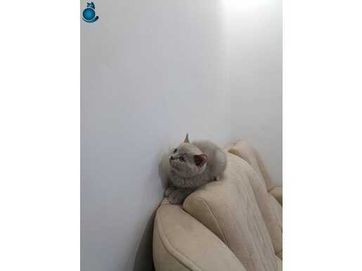 SADECE BİR TANE KALDI YETİSİRSEN ALIRSIN . İstanbulEsenyurt 