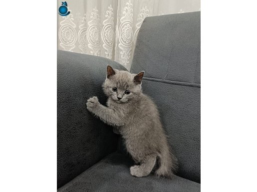 *SADECE BİR TANE KALDI YETİSİRSEN ALIRSIN*