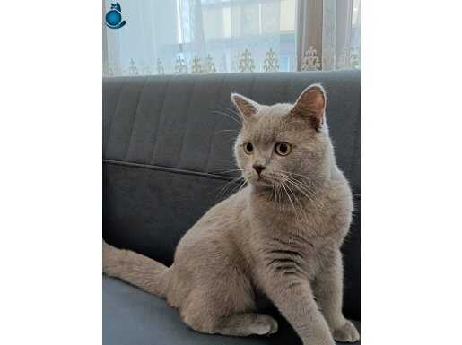 BBUNUN GİBİ KOMİK KEDİ YOK . 