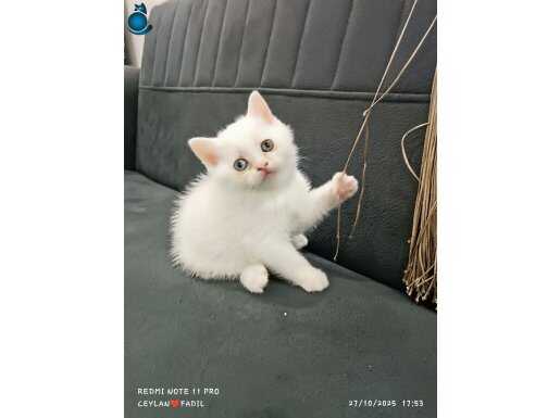 Acele et son fiyat Pofuduk OYUNBAZ Beyaz BRİTSH SHOTHAİR 