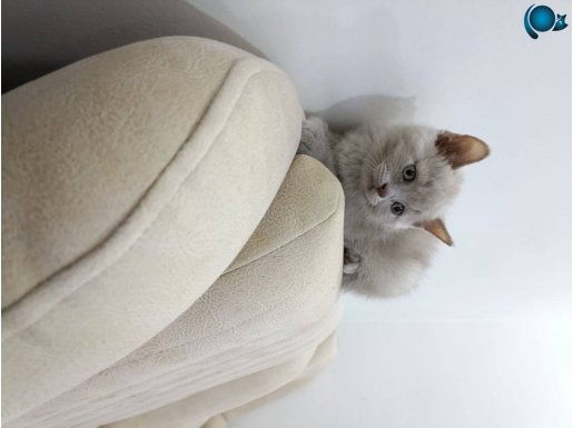 *YOK BOYLE FİYAT SADECE BİR TANE KALDI YETİSİRSEN ALIRSIN*