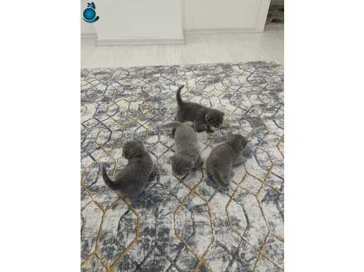 En uygunu bende Enerji dolu gri cins kedi için bana ulaşın 