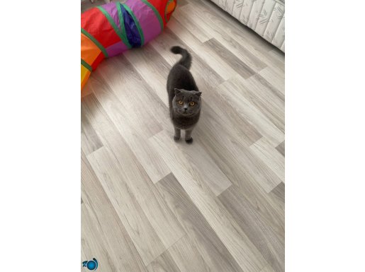Akıllı sulu bir kedidir 