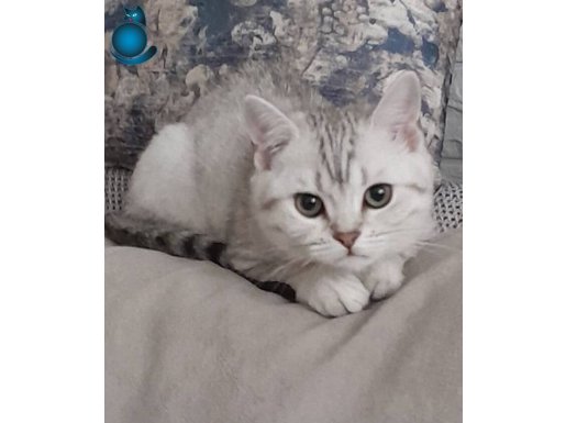 Mükemmel uysal kızımız desen tüy Mükemmel 2.5 aylık