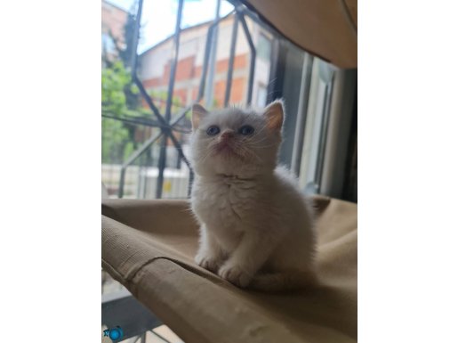 Red point british shorthair
