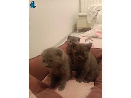 scottish fold kediler