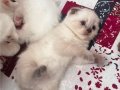 Yavrularımız çok sağlıklı ve safkan dişi ve erkek 