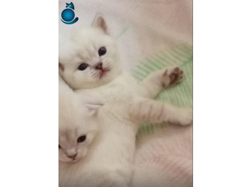 Minikler çok cana yakın oyuncul