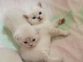 Scottish Fold Yavrularımız