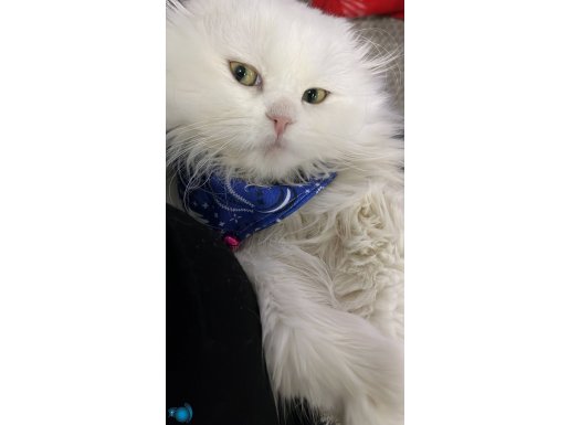 Casper yeni yuvasını arıyor 