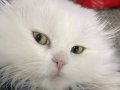 Casper yeni yuvasını arıyor 