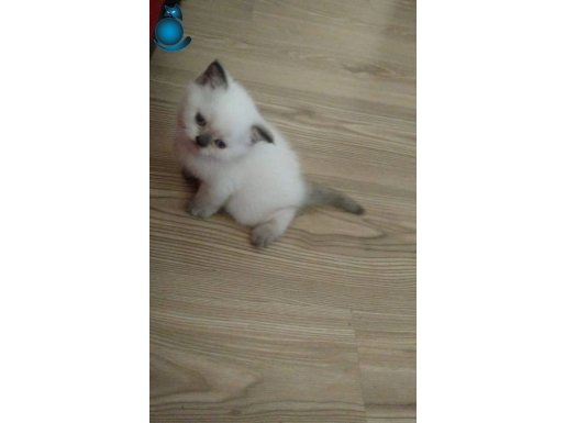 2 aylık British Shorthair yavruları