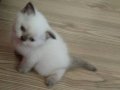 2 aylık British Shorthair yavruları