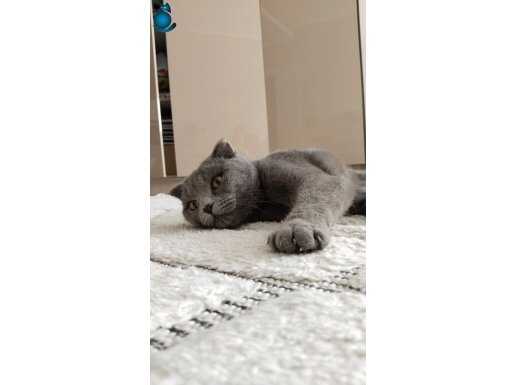 Saff Scottish Fold Gri 5 Aylık Dişi Yavru Kedi 