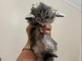 Saf Bebek BRİTİSH Yavru Kedicikler