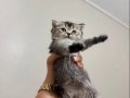 Saf Bebek BRİTİSH Yavru Kedicikler