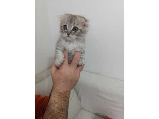 İstanbul Esenyurt’ta Kar Beyazı ve Gri Scottish Fold Yavrular