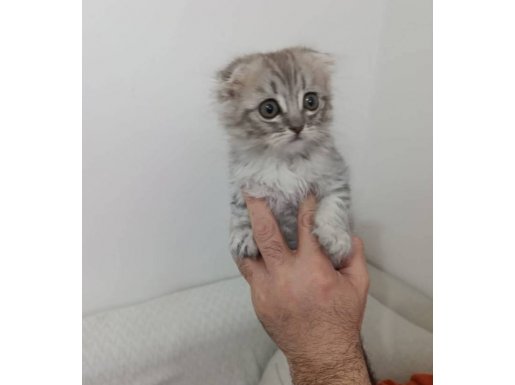 3 adet iki aylık skotis ford yavrular 