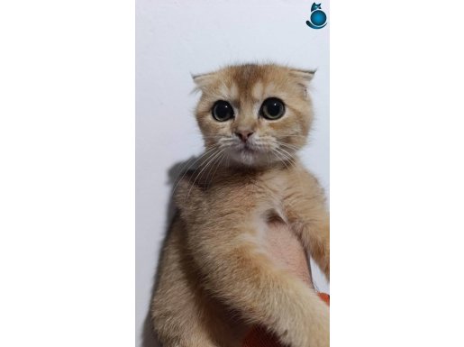 3 aylık bir erkek bir disi 