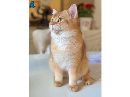 Safkan yavru golden british