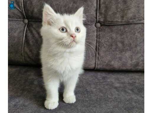 Pamuk Gibi Bebek