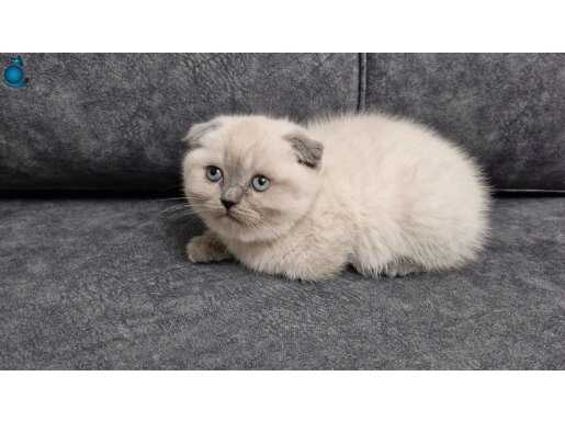 Yuvarlak Suratlı Minik