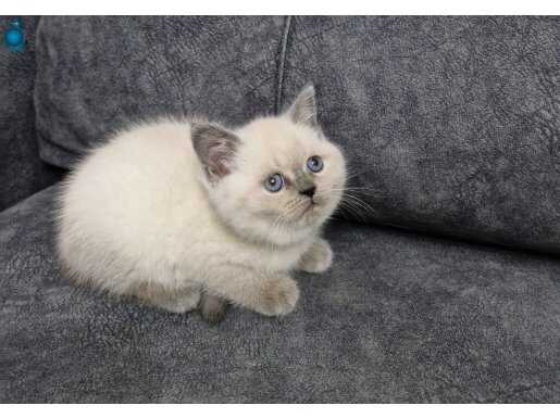 Teslime Hazır Güzellik