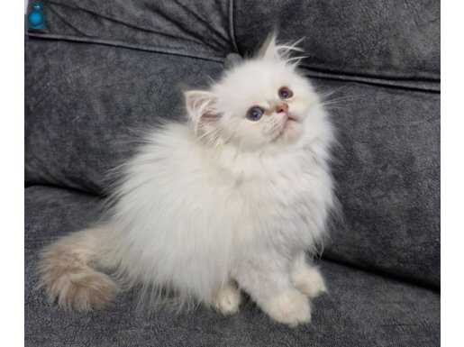 Teslime Hazır British Longhair 