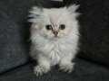 Minik Prenses