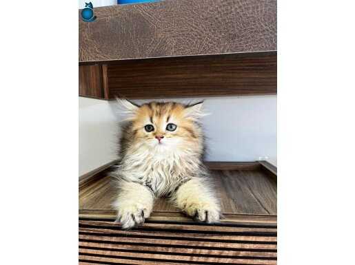 A+ Kalite Golden Longhair Bebekler