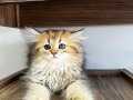 A+ Kalite Golden Longhair Bebekler