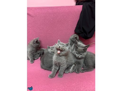 Muhteşem saglıklı sevecen cins kedi son 2 tane yetişen alır